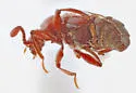 Tyrus corticinus - photo 5