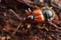 Tyrus humeralis