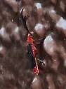 Tytthonyx (Thinalmus) bicolor - photo 3