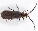 Tytthonyx erythrocephala