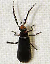 Tytthonyx erythrocephala - photo 2