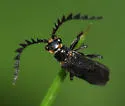Tytthonyx erythrocephala - photo 3