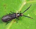 Tytthonyx erythrocephala - photo 4
