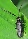 Tytthonyx erythrocephala - photo 5