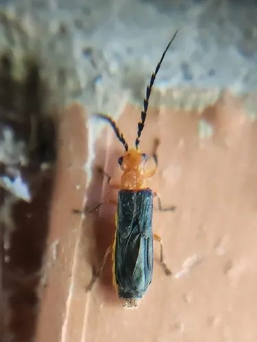 Tytthonyx ruficollis - photo 4