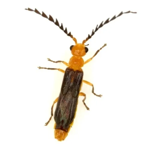 Tytthonyx ruficollis - photo 6