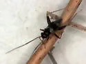 Tytthus alboornatus