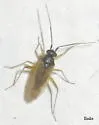 Tytthus fuscicornis