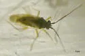 Tytthus fuscicornis - photo 2