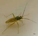 Tytthus fuscicornis - photo 3
