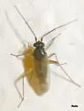 Tytthus fuscicornis - photo 4
