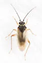 Tytthus parviceps