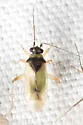 Tytthus parviceps - photo 2