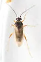 Tytthus parviceps - photo 3