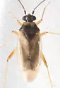 Tytthus parviceps - photo 4