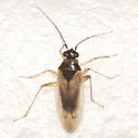 Tytthus parviceps - photo 5