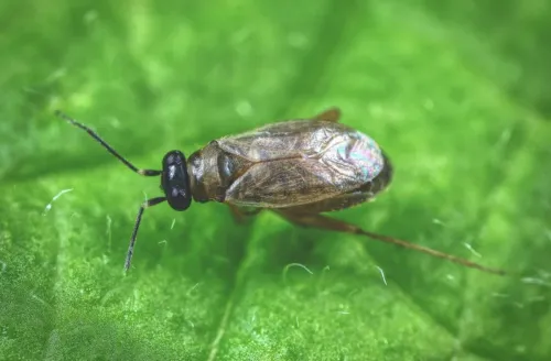 Tytthus pygmaeus