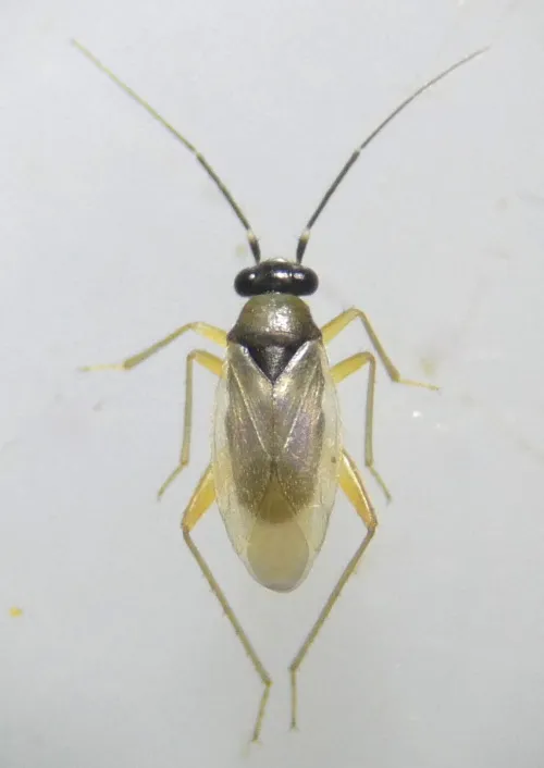 Tytthus pygmaeus - photo 2
