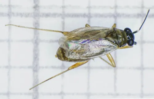 Tytthus pygmaeus - photo 3
