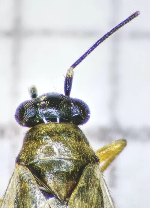 Tytthus pygmaeus - photo 4