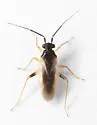 Tytthus vagus