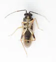 Tytthus vagus - photo 2