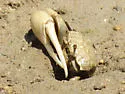 Mexican Fiddler Crab
