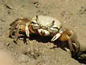 Mexican Fiddler Crab - photo 2