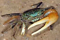 Longwave Gulf Fiddler