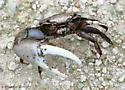 Red-jointed Fiddler Crab