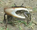Red-jointed Fiddler Crab - photo 2