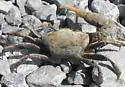 Red-jointed Fiddler Crab - photo 3
