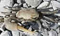 Red-jointed Fiddler Crab - photo 4
