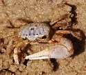 Atlantic Sand Fiddler Crab