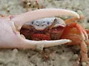 Atlantic Sand Fiddler Crab - photo 2