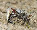 Atlantic Sand Fiddler Crab - photo 4