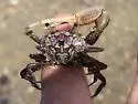 Atlantic Sand Fiddler Crab - photo 5
