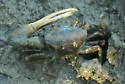 Atlantic Marsh Fiddler Crab