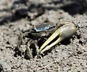 Atlantic Marsh Fiddler Crab - photo 2