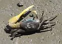 Atlantic Marsh Fiddler Crab - photo 3