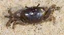 Atlantic Marsh Fiddler Crab - photo 4