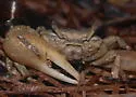 Atlantic Mangrove Fiddler Crab