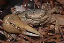 Atlantic Mangrove Fiddler Crab - photo 2