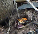 Mangrove crab