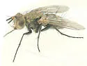 Uclesia varicornis