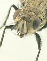 Uclesia varicornis - photo 2