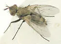 Uclesia varicornis - photo 3