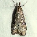 Udea abstrusa - Hodges#5100