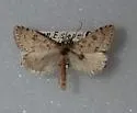 Udea berberalis - Hodges#5089