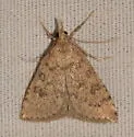 Udea berberalis - Hodges#5089 - photo 2
